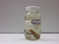 藏品(美擬鱸)的圖片